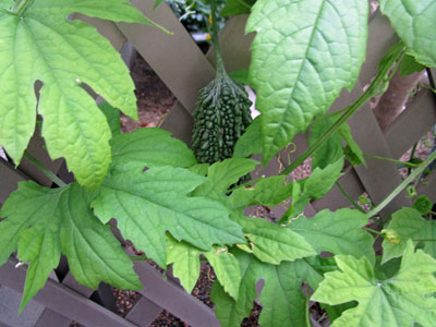 ゴーヤは短日植物ではなかった のか 闘うおんな 菜園ブログ