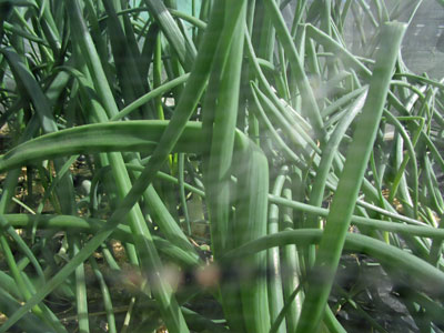 玉ねぎは 今年も倒れる 闘うおんな 菜園ブログ