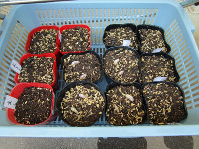 そら豆 闘うおんな 菜園ブログ そら豆 闘うおんな 菜園ブログ