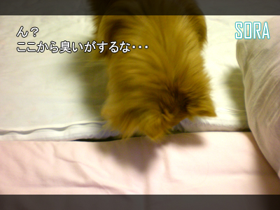 怪しい