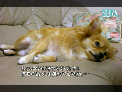 また後で遊んであげますんで堪忍でさぁ