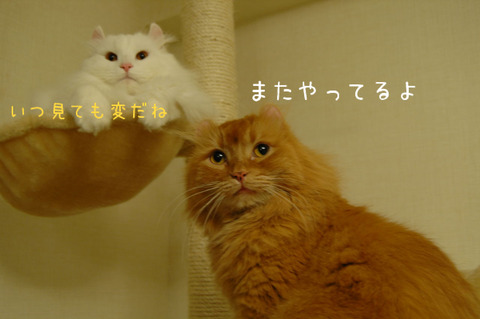 BlogPaint