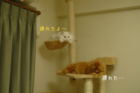 BlogPaint
