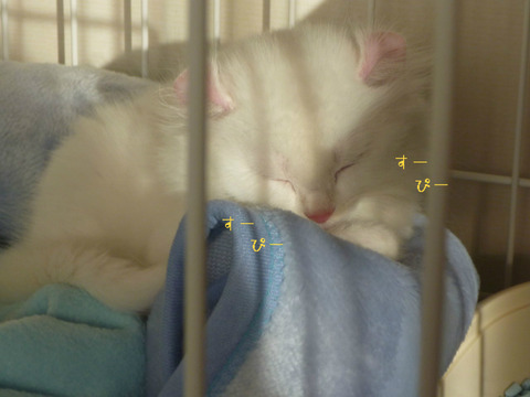 BlogPaint