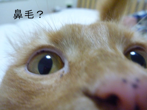 BlogPaint