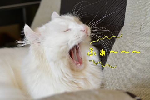 DSC_0167結果