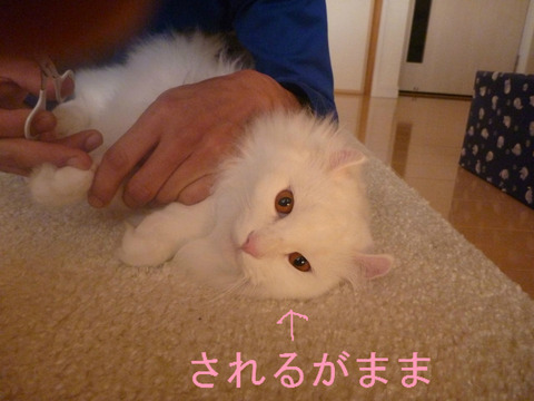BlogPaint