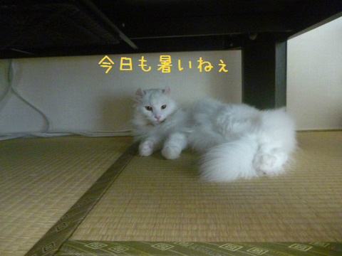 BlogPaint