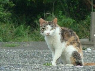 舌鳴らしふりむく猫や秋うらら