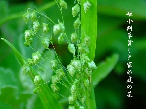 空の散歩道 ぎしぎしの花 姫小判草 野薔薇