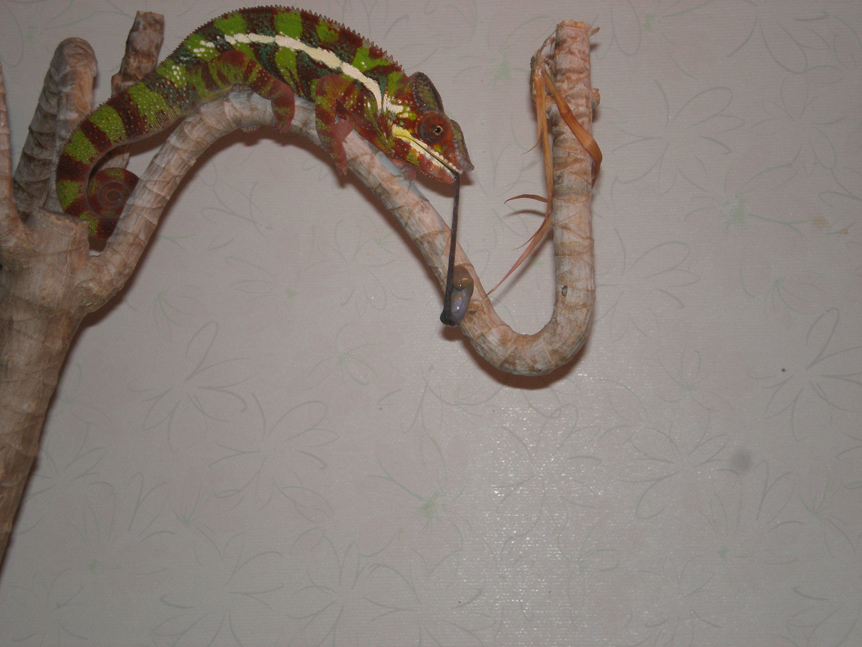 舌が大変です カメレオンsoramameの成長記録