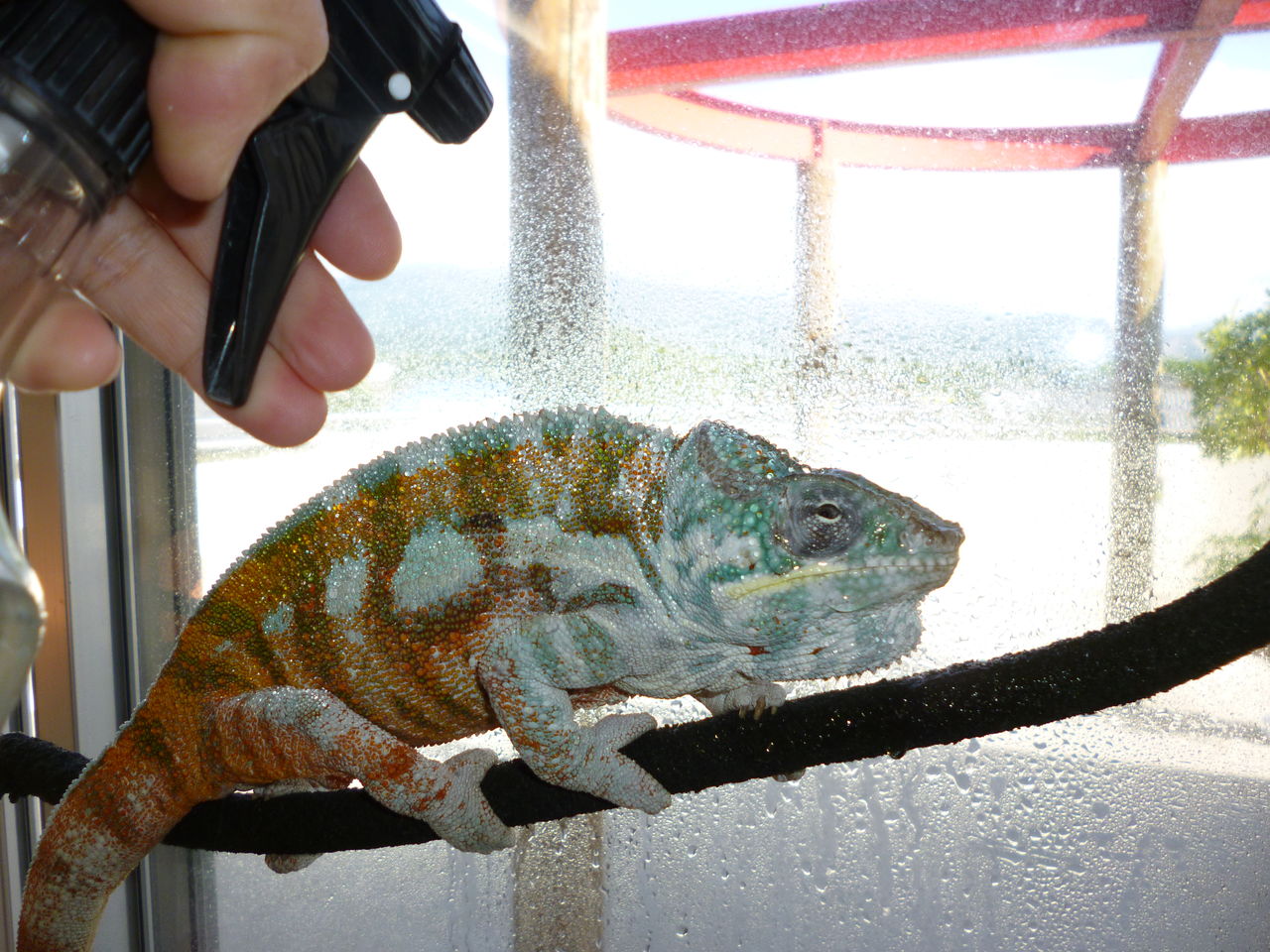 水分補給も三者三様 飼育の極意は カメレオンsoramameの成長記録