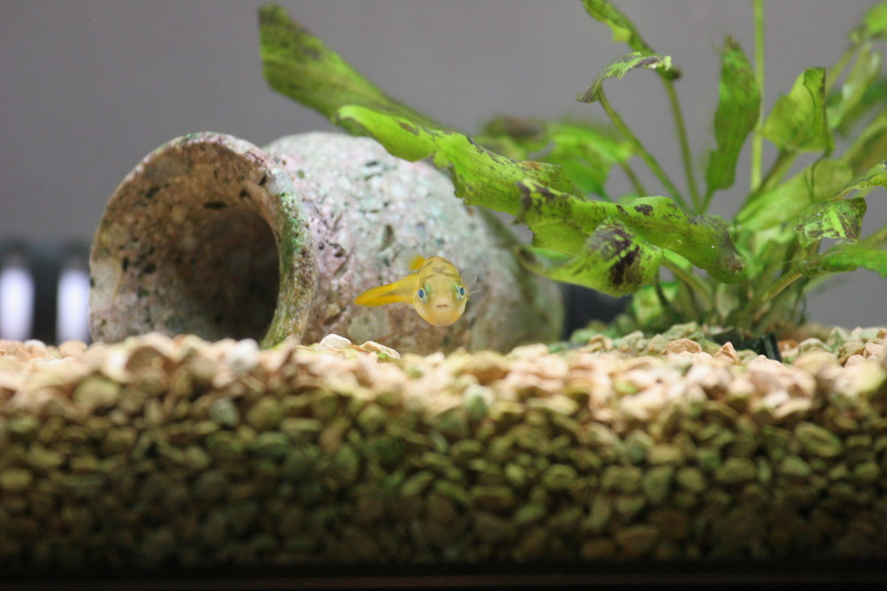 水草の下で 小ふぐ日和 アベニーパファー飼育日誌