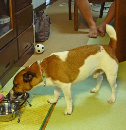 和犬洋犬 体臭の違い ちょらそら