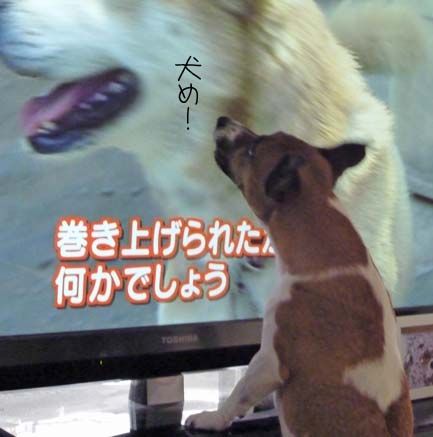 テレビに犬が出ていたら 吠えなくちゃ ちょらそら テレビに犬が出ていたら 吠えなくちゃ ちょらそら