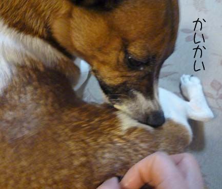 ソラひげが落ちてた ちょらそら