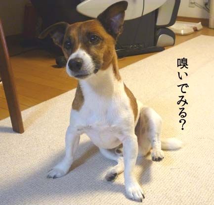 犬の足裏の香ばしい匂い ちょらそら