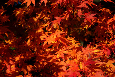 20111220DSCN0012紅葉SM