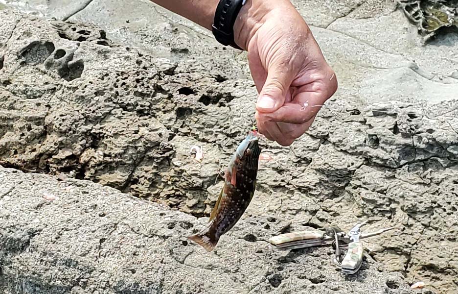 海はいいですねぇー釣って泳いで 空の履歴