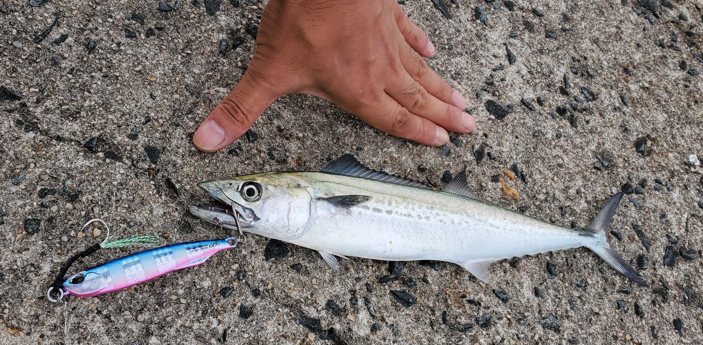 そろそろサゴシですね 空の履歴
