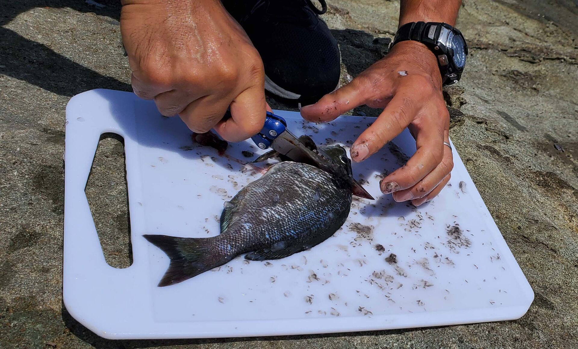 海はいいですねぇー釣って泳いで 空の履歴 海はいいですねぇー釣って泳いで 空の履歴