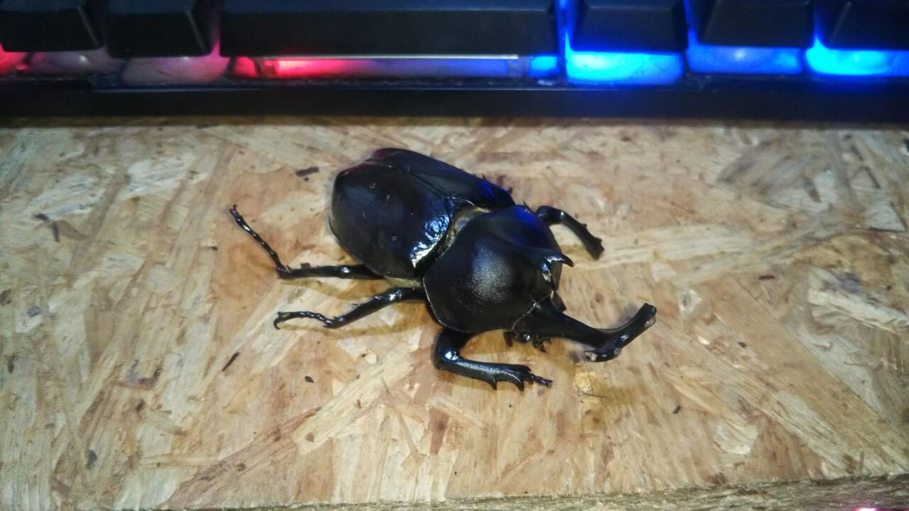 【人気沸騰】 テラリウムで過ごした今年の国産カブトムシが☆ 蛍の : 標本