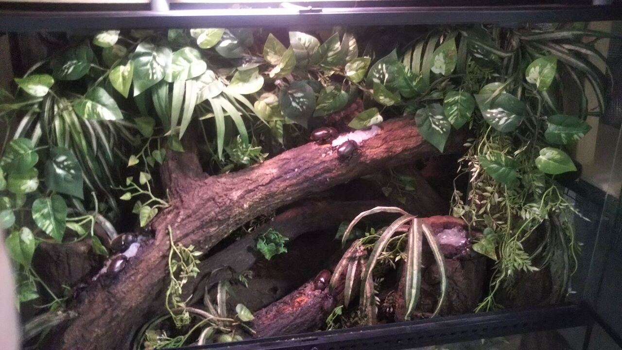 クワガタ　テラリウム 楽天市場】テラリウム クワガタの通販