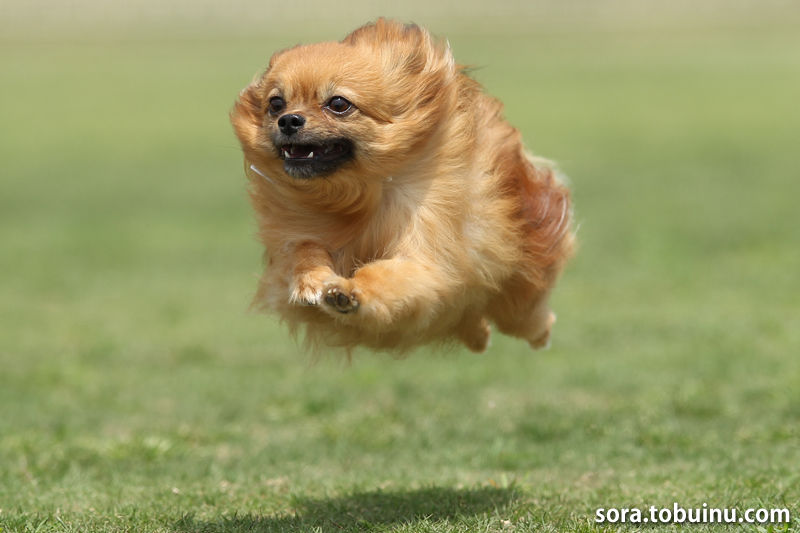 空飛ぶ犬の写真撮影会 出張撮影 スタジオ そら飛ぶ 空飛ぶ犬の写真撮影会 出張撮影 スタジオ そら飛ぶ