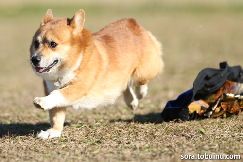 NE010027のコピー