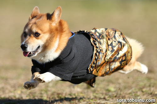 NE010043のコピー