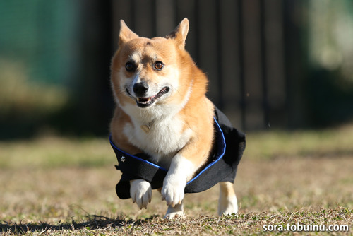 NE010076のコピー