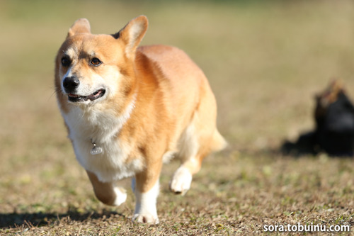 NE010085のコピー