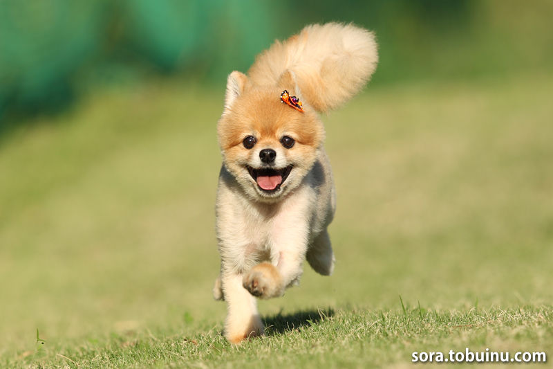 空飛ぶ犬の写真撮影会 出張撮影 スタジオ そら飛ぶ 空飛ぶ犬 正面ショット編 Part1