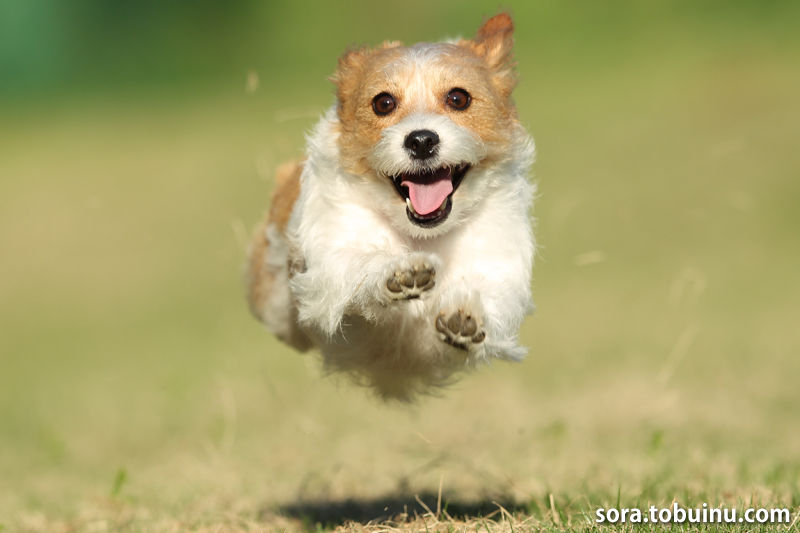 空飛ぶ犬の写真撮影会 出張撮影 スタジオ そら飛ぶ 13年11月