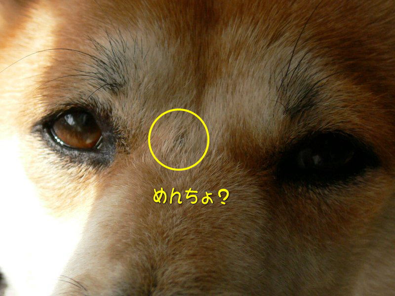 めんちょ 豆柴親子 空と海