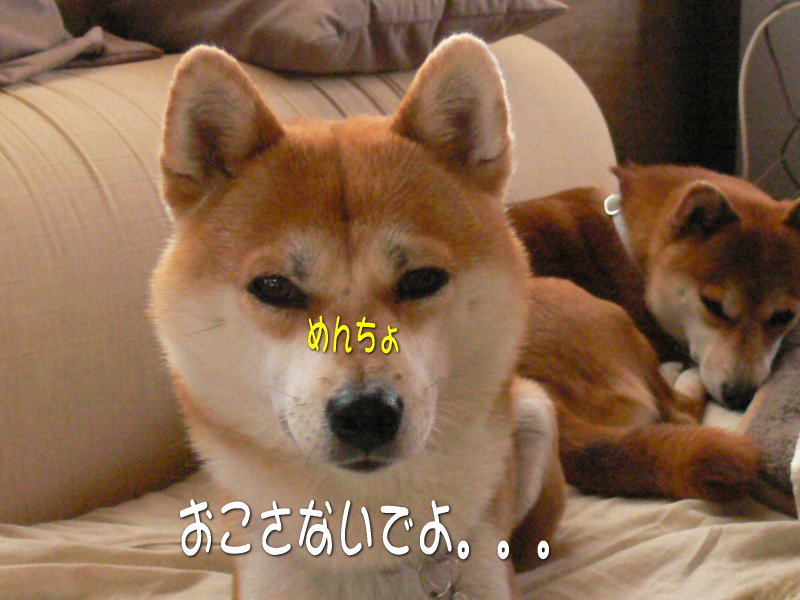 めんちょ 豆柴親子 空と海