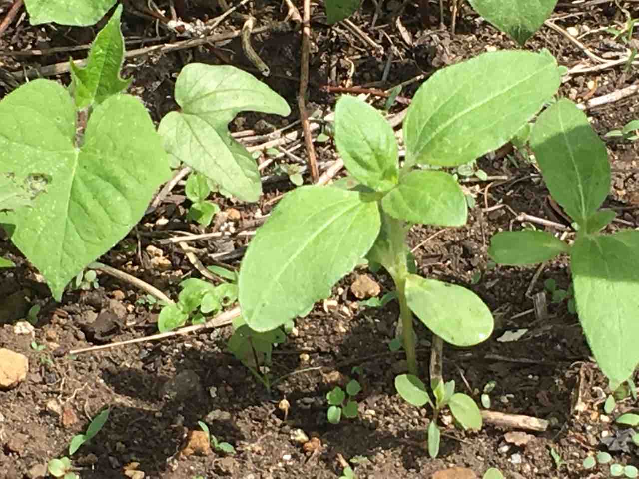 小学校で育てている植物 平和島by岩っちゃん かぜ便り Team Sora 小学校で育てている植物 平和島by岩っちゃん かぜ便り Team Sora