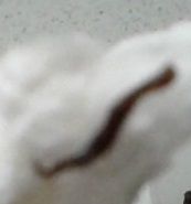 フィロメトラ おかずおっさん釣行記