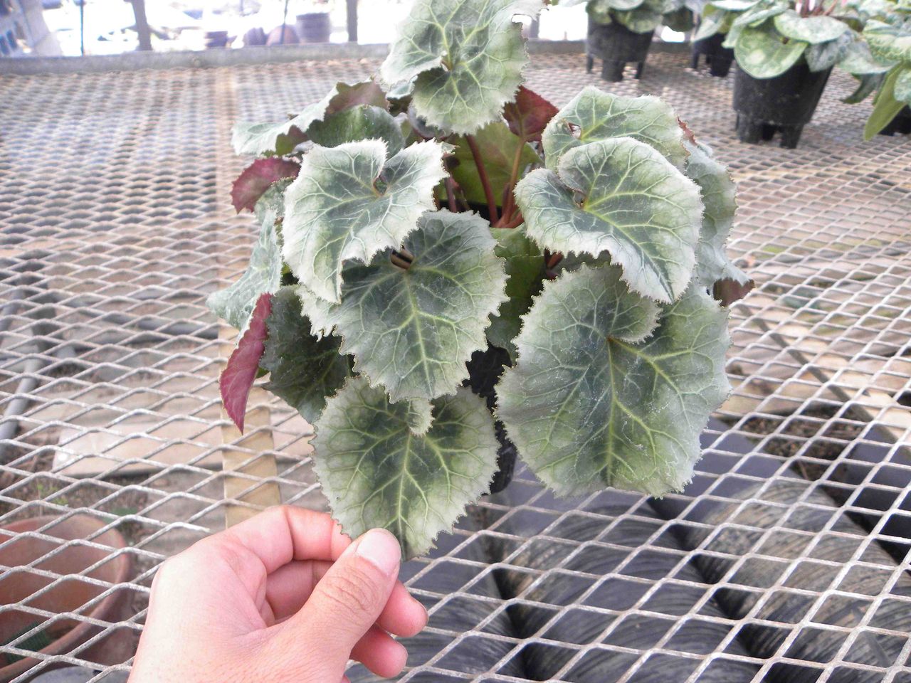 シクラメンの葉組み 蔬菜 花卉研究室 ブログ シクラメンの葉組み 蔬菜 花卉研究室 ブログ