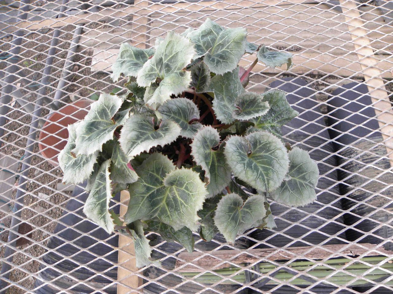 シクラメンの葉組み 蔬菜 花卉研究室 ブログ シクラメンの葉組み 蔬菜 花卉研究室 ブログ