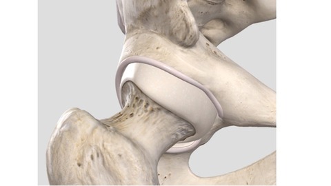 acetabular labrum