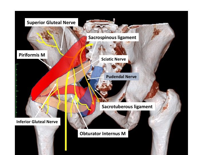 関節痛 臀部痛 下肢への放散する痛みの原因を探る Vol 解剖 神経編2 陰部神経 スポーツ整形外科医s Uのブログ Sports Physician S U Blog