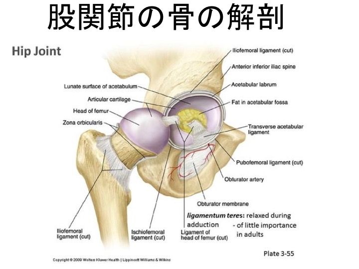 股関節の疲労骨折 分類と 臼蓋縁の疲労骨折 の分類と Fai型 スポーツ整形外科医s Uのブログ Sports Physician S U Blog