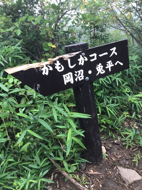 kuma