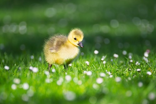 goslings-2292415_640