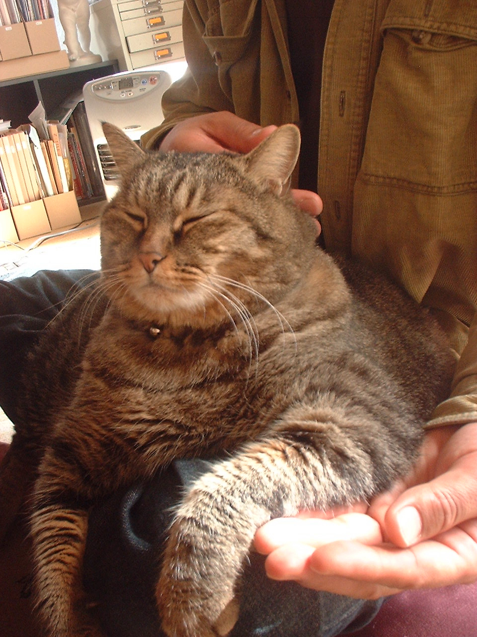 ジャバジャハットのようなデブ猫 素食な食卓 ジャバジャハットのようなデブ猫 素食な食卓