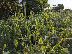 PXL_20240525_082036645