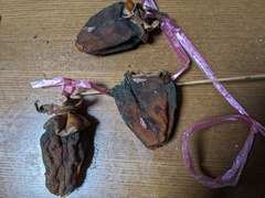 PXL_20241122_090606672.MP