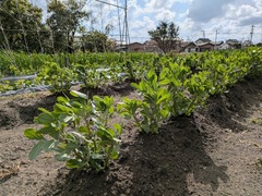 PXL_20250415_060609682.MP