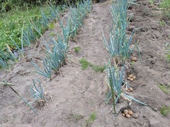 PXL_20250717_044914002